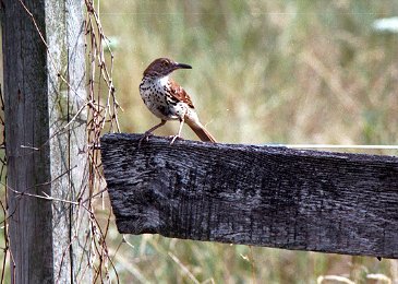 brown thrasher on fence