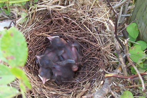 Brown thrasher nest with eggs