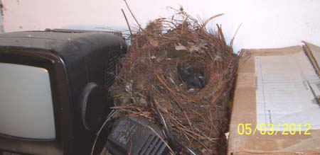 The Carolina wren nest in the darkroom