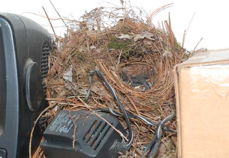 Nestlings in the Carolina Wren nest in the darkroom