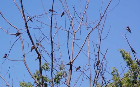 Barn swallows in the ugly young maple