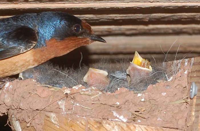 Young barn swallow nestling receives a mouthful of smaller insects