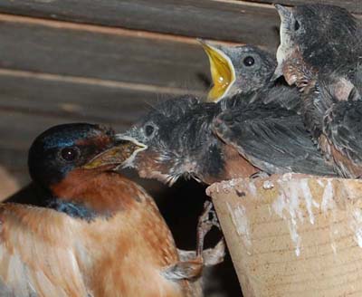 Barn swallow feeding nestlings