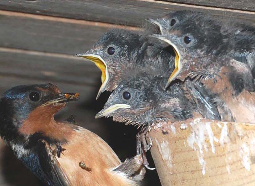 Barn swallow feeding young - spilling dinner