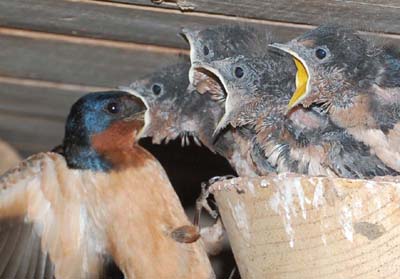 Barn swallow cramming bugs in nestling's mouth