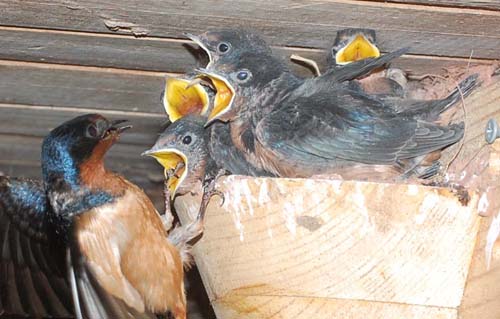 Barn swallow foot in mouth