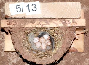 Barn swallow nest with 6 eggs