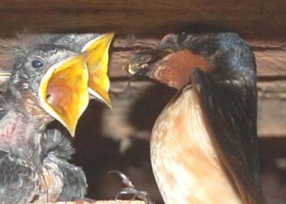 Barn swallow delivering a bee to nestling