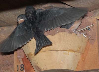 Barn swallow nestling exercising wings