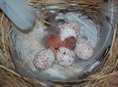 Barn swallows hatching in a wooden nest cup