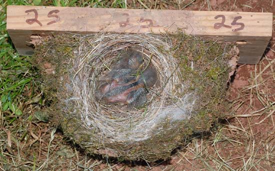Eastern phoebe nestlings in barn swallow nest cup