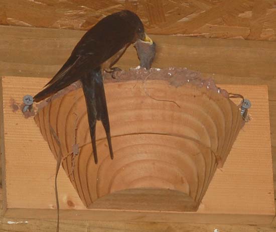 Barn swallow nest cup 20 in the new shelter