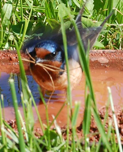 Barn swallow gathering grass and mud for the nest
