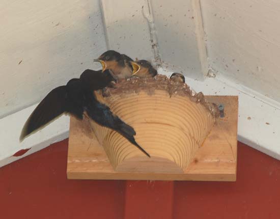 Barn swallow feeding young at the wagon shed nest