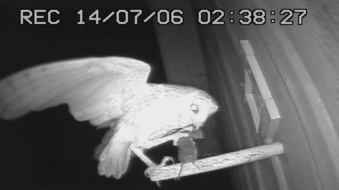 Continuous video monitoring of barn owl prey brought to nest