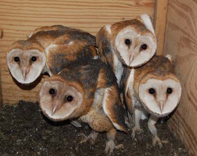 older nestling barn owls
