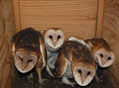 older barn owl nestlings