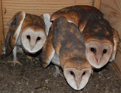 barn owl nestlings ready to leave nest