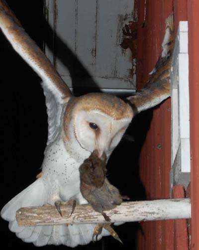 Nestling barn owl on perch with vole