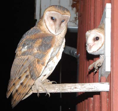 nestling owls on perch