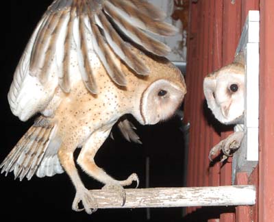 owlets nearing fledge time