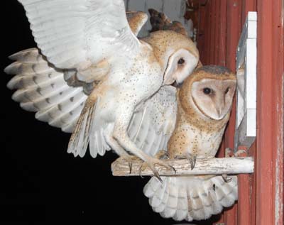 barn owls ready to fledge