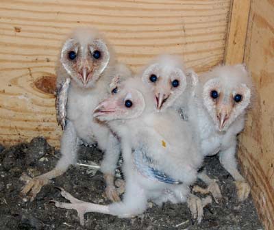 barn owl nestlings