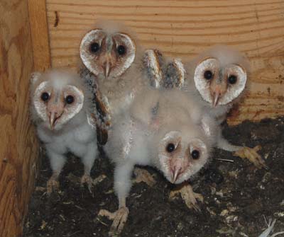 nestling barn owls