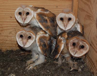 barn owls in nest box