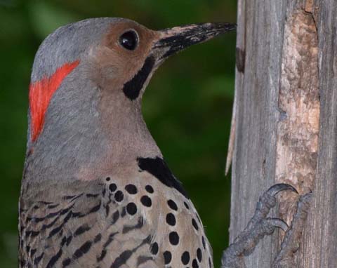 Male flicker at the nest box