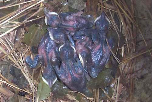 purple martin nestlings