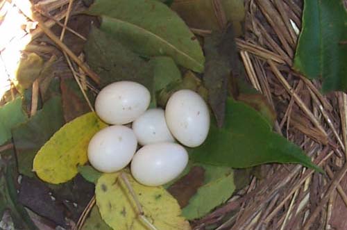 purple martin nest with 5 eggs