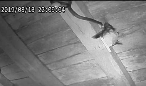 Black rat snake grabs barn swallow nestling