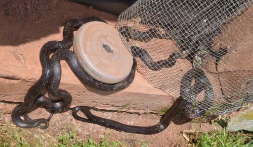 Three large black rat snakes caught attempting to enter the barn swallow room