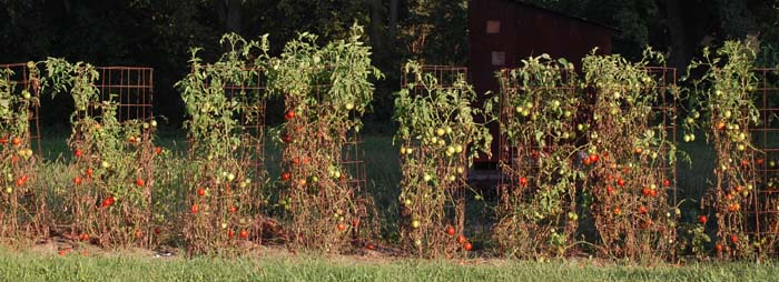 Tomato cages provide hunting perches for garden birds