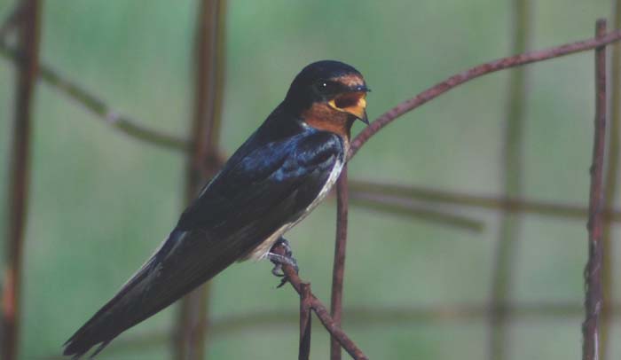 Barn swallow on tomato cage