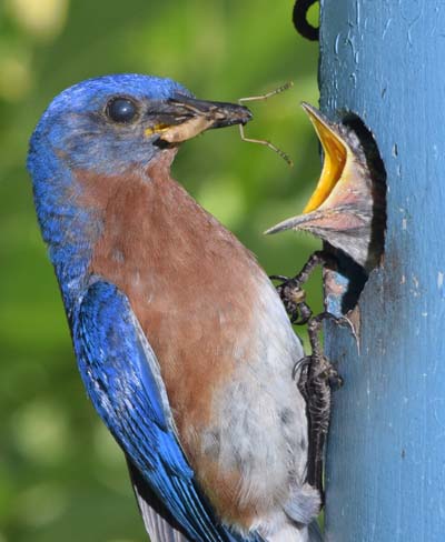 bluebird feeding nestling