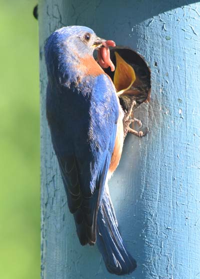 bluebird with prey