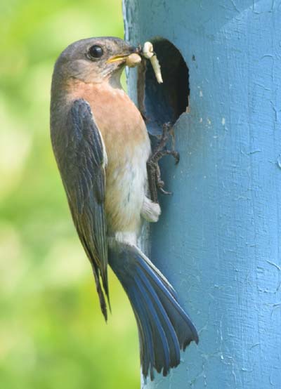bluebird at nest box