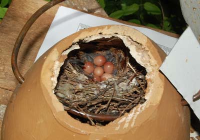 eggs in wren gourd nest
