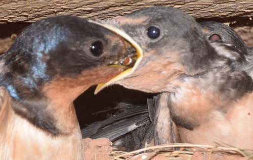 barn swallow feeding fly to nestling