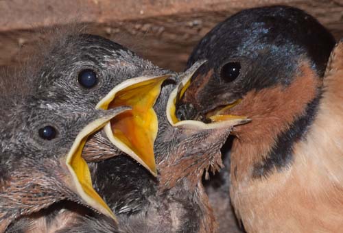 barn swallow feeding  young at nest cup