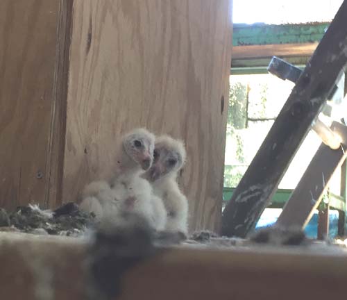 barn owl nestlings