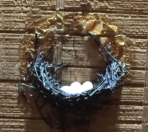 chimney swift eggs in nest