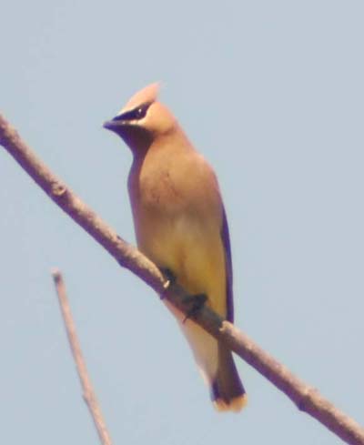 Cedar waxwing in ugly young maple