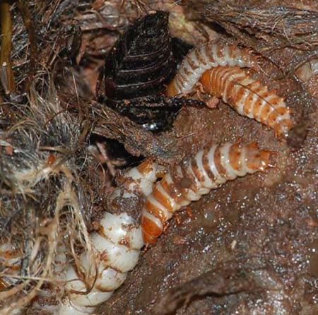 burying beetle adult and larvae