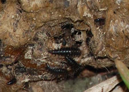 Oiceptoma larvae