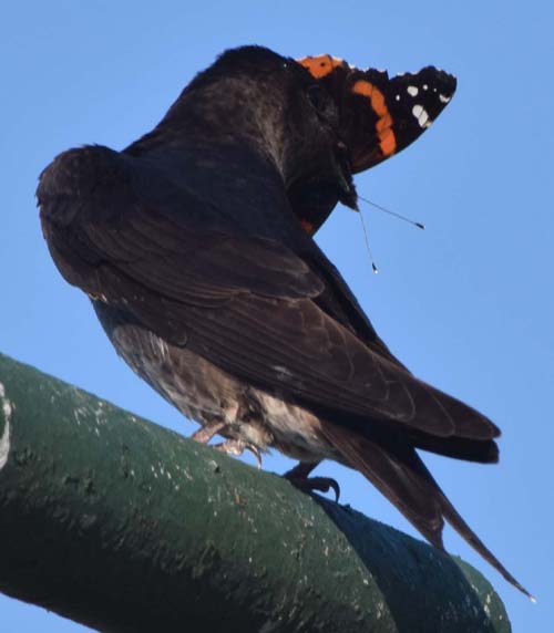 purple martin with red admiral