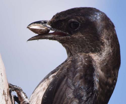 purple martin with clam shell