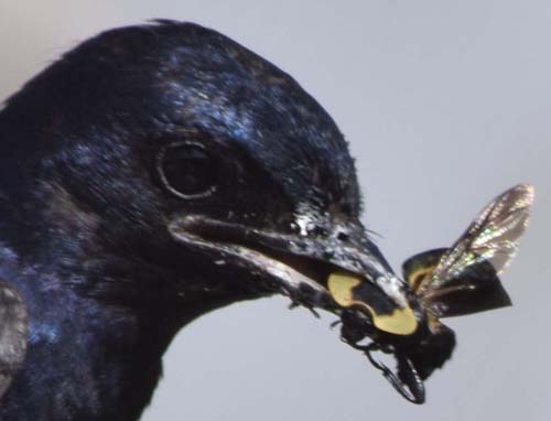 purple martin with carrion beetle